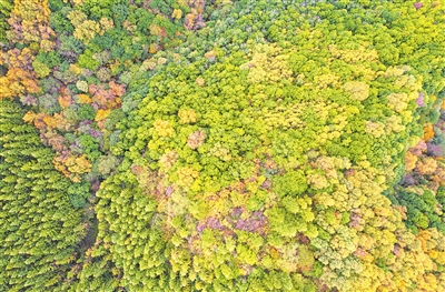 秋高氣爽，六盤山層林盡染。